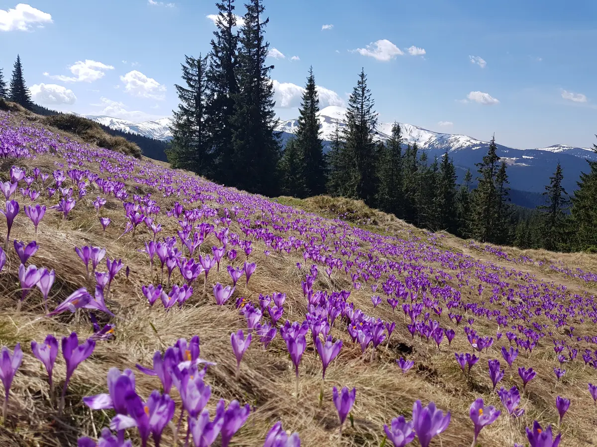 Purple crocuses with snow-capped mountains